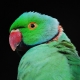 Halskæde papegøjer: arter, vedligeholdelse og avl