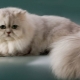 Perzijska činčila: opis pasmine i karaktera mačaka