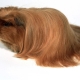 Peruvian guinea pigs: breed description and care features