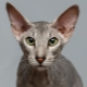 Pīterbalds: kaķu šķirnes apraksts, daba un saturs