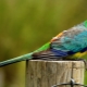 Papagaios Song: descrição, regras de manutenção e reprodução