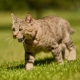 Pixiebob: características de la raza de gatos y sus condiciones.