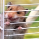 Why does a hamster chew on a cage and how to wean him?