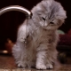 Waarom zijn katten bang voor water?