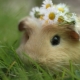 Why is the guinea pig called that?