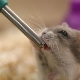 Drikkeskåle til en hamster: typer, installation og fremstilling