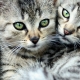 Τιγρέ γάτες: χαρακτηριστικά, ράτσες, επιλογή και φροντίδα