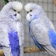 Чешки папагал: отличителни черти и правила за грижа