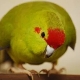 Papegøje kakarik: beskrivelse, typer, træk ved hold og avl