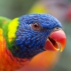 Parrot lori: cechy gatunku i zasady utrzymania