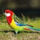 Rosella-papegaai: beschrijving, soorten, onderhoudsregels