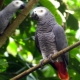 Papagaj siva: opis vrste, značajke sadržaja, pravila odabira