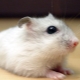Baka hamster domestik dan luar biasa yang popular