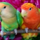 Populære typer og funktioner af papegøjer