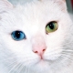 Breeds of cats with eyes of different colors and features of their health