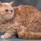 Breeds of curly cats and conditions of their keeping