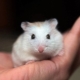 Breeds of small hamsters and features of caring for them