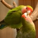 Regels voor het houden van tortelduifjes papegaaien
