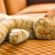 Duration and characteristics of sleep in a cat