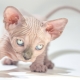 Sfinksu kaķu paredzamais dzīves ilgums un veidi, kā to pagarināt