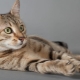 Původ, popis a obsah egyptských koček Mau