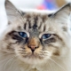 Ragamuffin: perihalan baka kucing, penyelenggaraan dan pembiakan