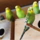Riproduzione di pappagallini in casa