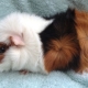 Rosette guinea pigs: breed features and subtleties of care