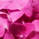 Růžová barva v psychologii