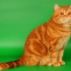 Crvene britanske mačke: opis, pravila držanja i uzgoja