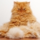 Sarkanie persiešu kaķi: aprūpes īpašības un iezīmes