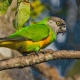 Сенегалски папагали: характеристики, правила за отглеждане и отглеждане