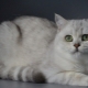 Stříbrná britská činčila: popis a obsah koček