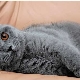 Pelēki britu kaķi: apraksts un kopšanas noteikumi