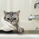 Kako odabrati i koristiti šampon za mačke?