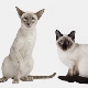 Siāmas un Taizemes kaķu līdzības un atšķirības