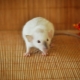 Sijamski štakor: značajke i njega kod kuće