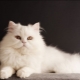 Sibīrijas kaķi baltā krāsā: šķirnes apraksts un aprūpes iezīmes