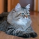 Sibiřské kočky šedé barvy: vlastnosti a rysy péče