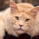 Jak staří žijí mainské mývalí kočky a jak prodloužit jejich životnost?