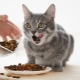 How many times a day should a cat be fed and what does it depend on?