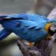 How long does a macaw parrot live and what affects its lifespan?