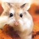 Berapa lama hamster hidup?
