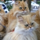 Cik ilgi dzīvo persiešu kaķi?