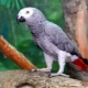 How long do gray parrots live?