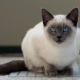 Jak dlouho žijí siamské kočky a na čem to závisí?