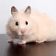 How long do Syrian hamsters live at home?