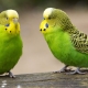 Jak długo żyją papużki faliste?