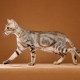 Sokoke: kaķu šķirnes apraksts, satura iezīmes un segvārda izvēle