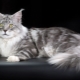 Comparison of Maine Coons with ordinary cats